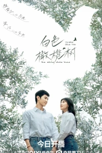 Белое оливковое дерево